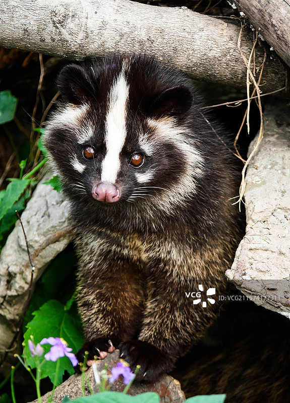 乖巧的蹲姿果子狸图片素材