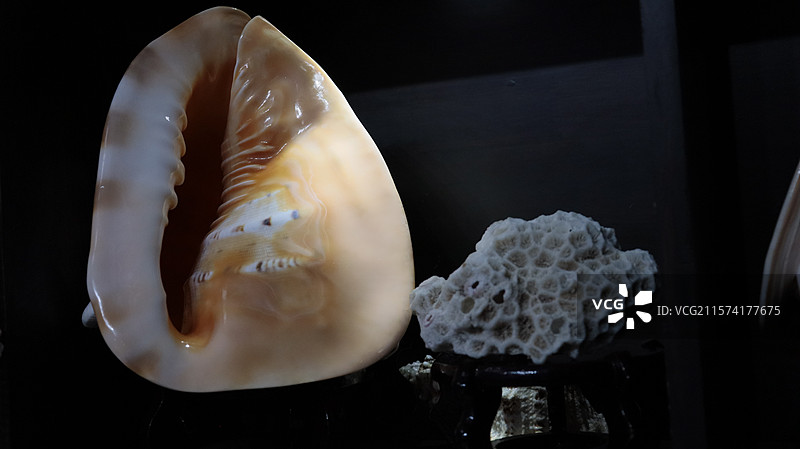 海螺贝壳图片素材