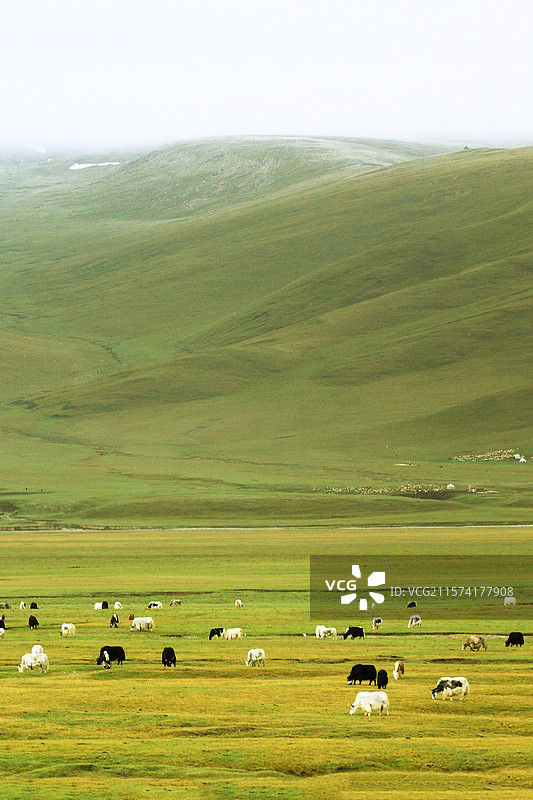新疆伊犁巴音布鲁克草原风光图片素材