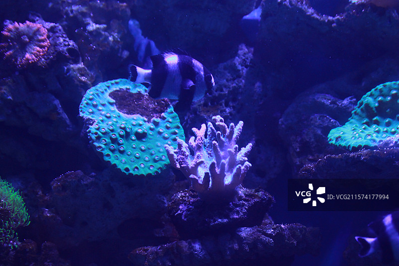 上海海昌海洋公园海缸热带鱼图片素材