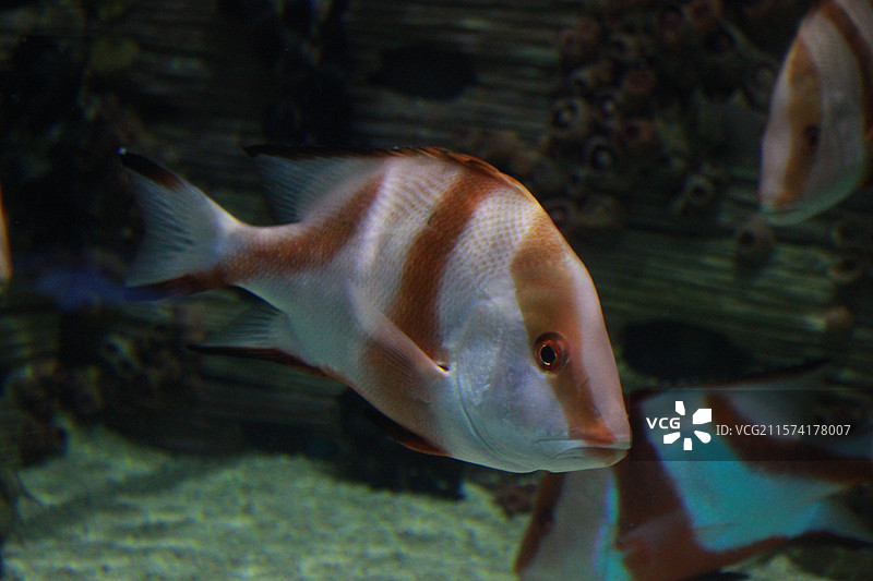 上海海昌海洋公园海缸热带鱼图片素材