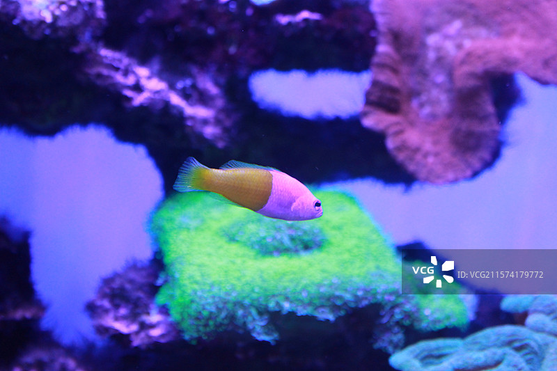 上海海昌海洋公园海缸热带鱼图片素材