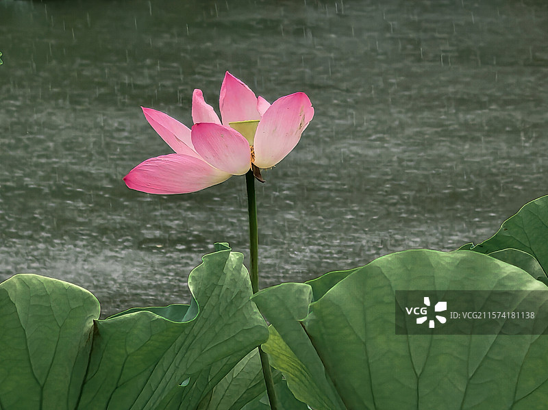 雨润粉荷图片素材