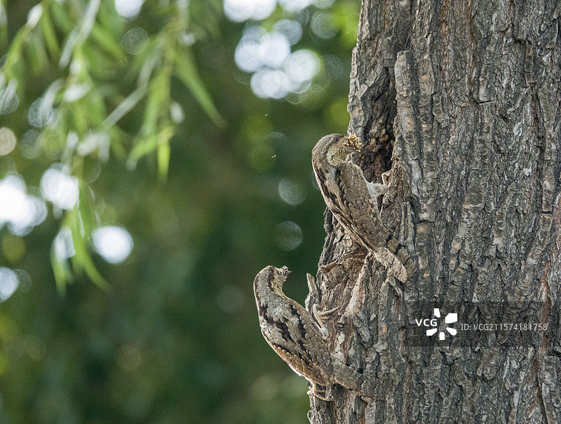 伪装大师蚁䴕鸟图片素材