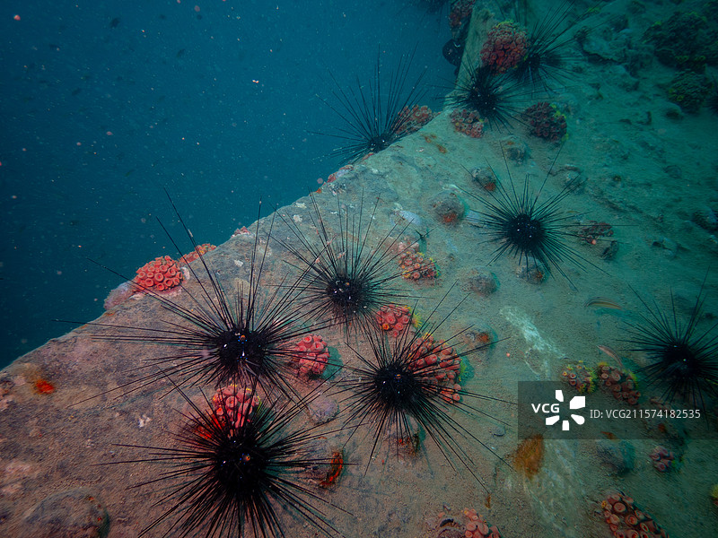 海底黑刺：海胆与珊瑚的共生之舞图片素材