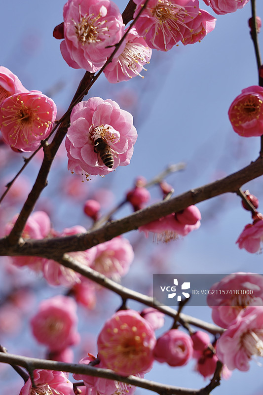 蜜蜂和梅花图片素材