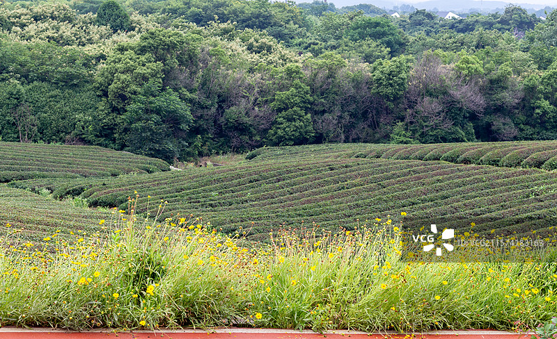 江苏无锡宜兴阳羡镇龙池山自行车公园的茶园图片素材