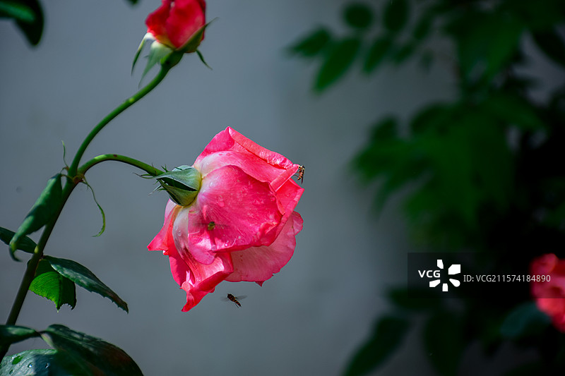 室外盛开的红月季特写镜头图片素材