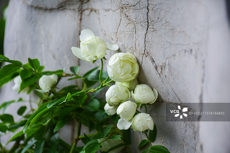 白色开花植物月季特写镜头图片素材