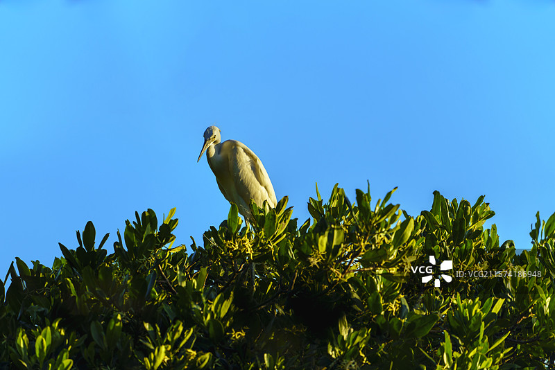 站在深圳西湾红树林湿地公园红树林上的白鹭图片素材