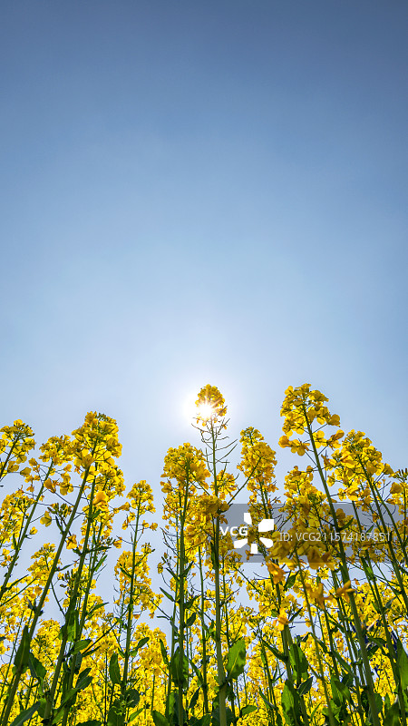 烈日下的油菜花图片素材