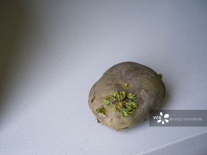 发芽的土豆图片素材