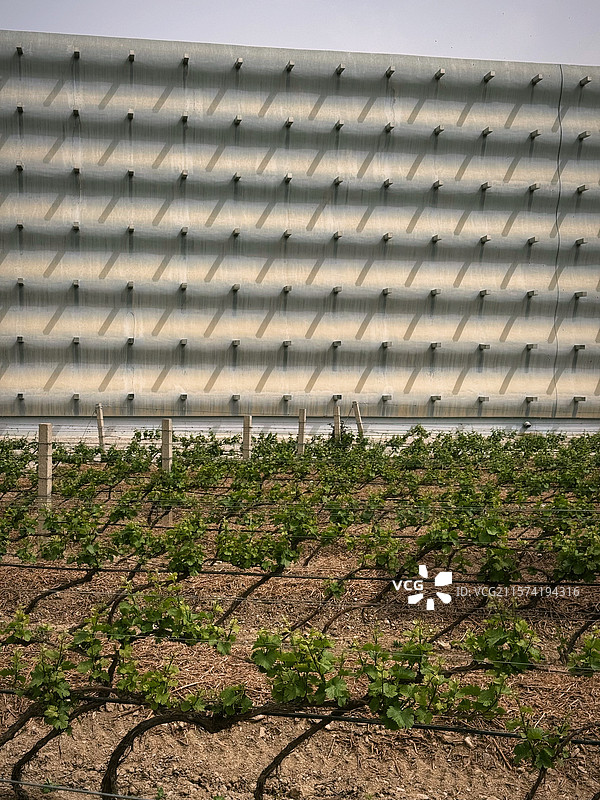 银川葡萄藤图片素材