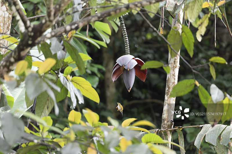 野生鸟，野生动物图片素材