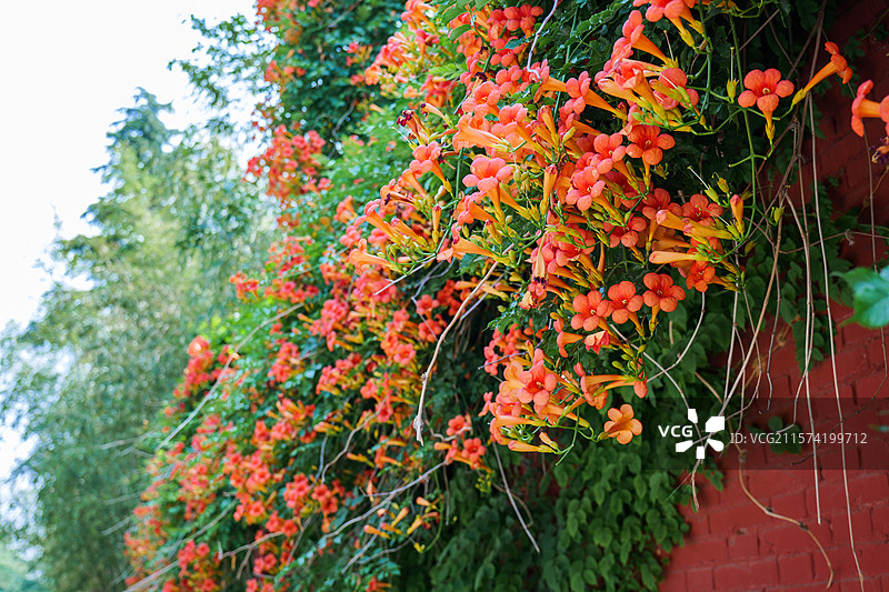 清新唯美花丛凌霄花图片素材