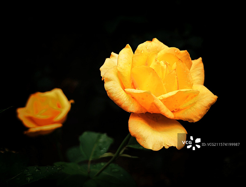 金黃色月季花：暗背景下的金黄色月季花朵，置于左侧黄金分割线上，花色美，姿态更美？图片素材