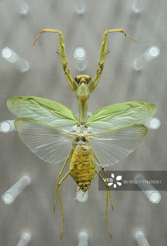 勇斧螳 国家自然博物馆昆虫厅图片素材