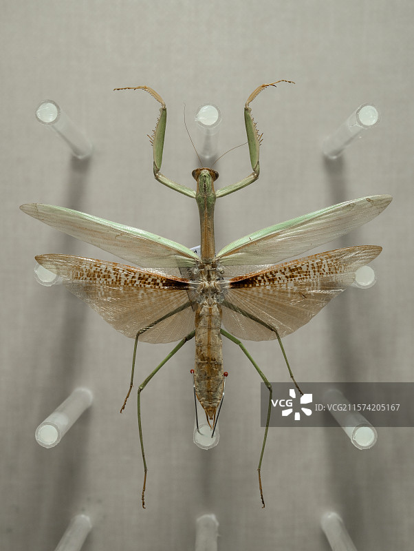 枯叶大刀螳 国家自然博物馆昆虫厅图片素材