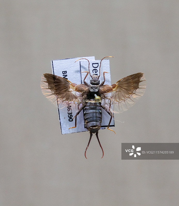 球螋科 国家自然博物馆昆虫厅图片素材