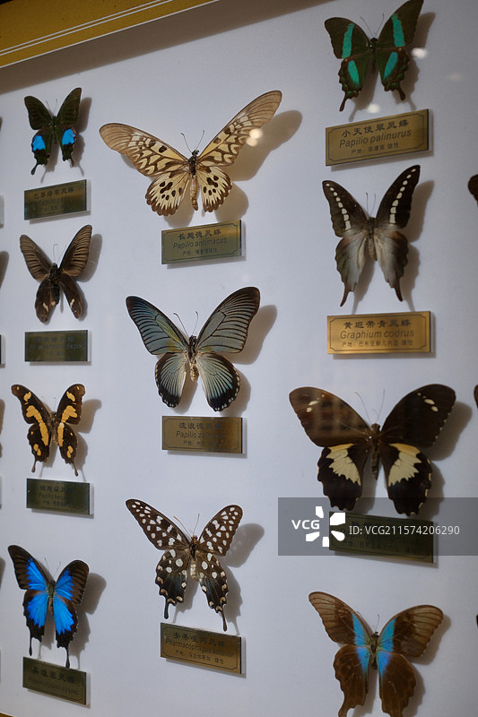 上海昆虫博物馆，蝴蝶标本图片素材