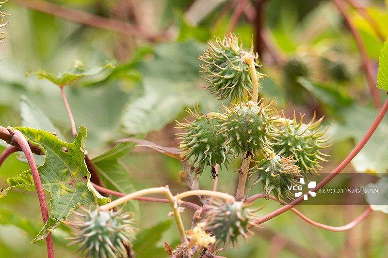 春季五月时节，生长中的野生蓖麻子果子青果，野外植物特写图片素材