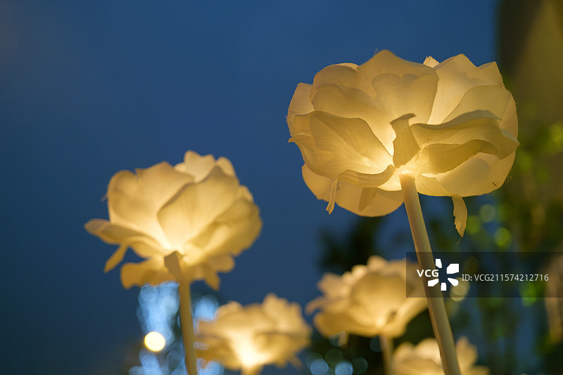 夜晚发光玫瑰花灯户外灯，情人节浪漫氛围灯图片素材