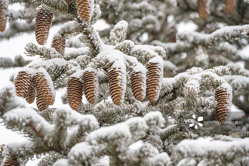 冬天雪后松树松塔特写图片素材