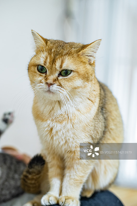 中国健康生活方式拍摄主题，猫咖一只黄色米色白色狸花猫金渐层美国短毛猫坐着主人的腿上，室内无人图像摄影图片素材