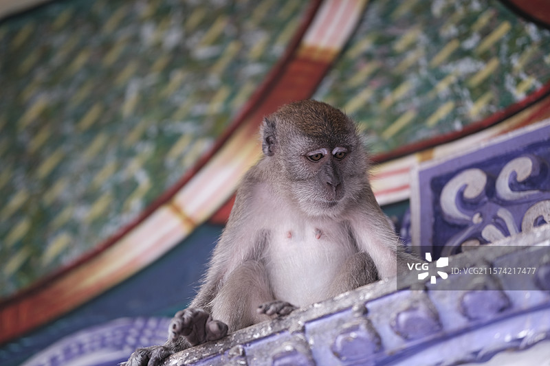 Batu Caves - 吉隆坡黑风洞的野生猴子特写图片素材