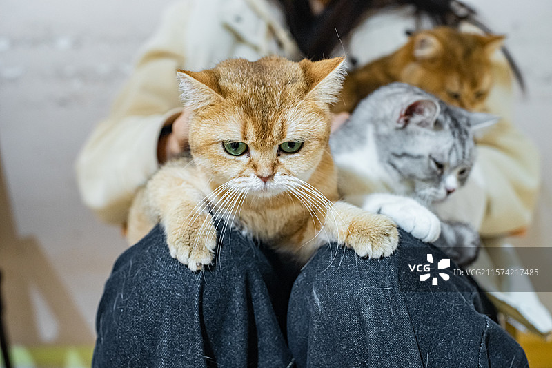 中国健康生活方式拍摄主题，猫咖一只黄色米色白色狸花猫金渐层美国短毛猫坐着主人的腿上，室内无人图像摄影图片素材