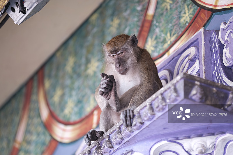 Batu Caves - 吉隆坡黑风洞的野生猴子特写图片素材