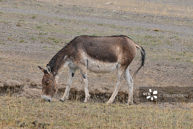 可可西里自然保护区和昆仑山图片素材