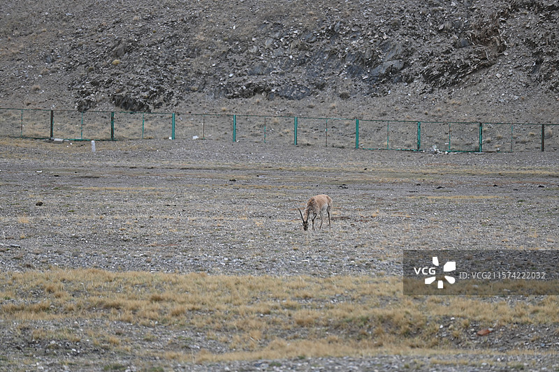 可可西里自然保护区和昆仑山图片素材