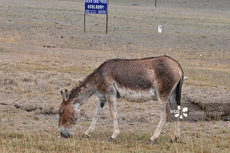 可可西里自然保护区和昆仑山图片素材