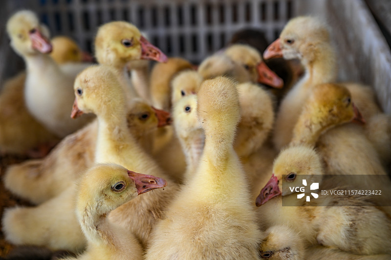 四川省绵阳市户外家养鹅，鸭子图片素材