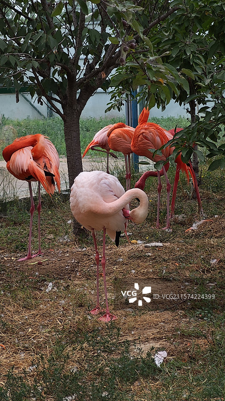 诸城动物园里的火烈鸟在梳理羽毛图片素材