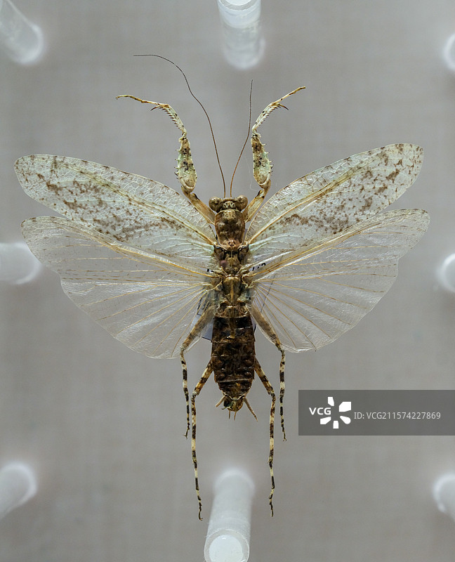 塞氏广缘螳（雄） 国家自然博物馆昆虫厅图片素材
