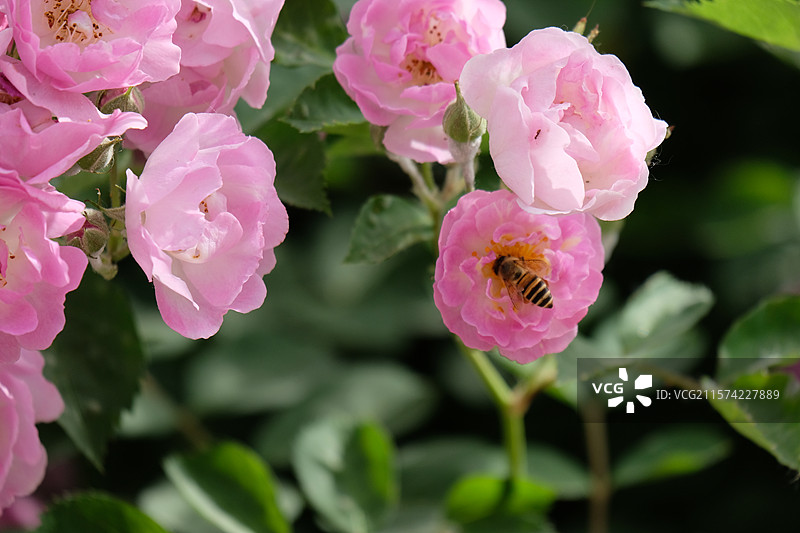 野蔷薇。蔷薇花。七姊妹。花墙。景观墙。高清城市风光背景图图片素材