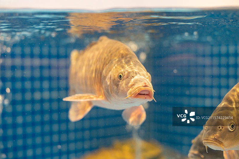 中国蔬菜篮子拍摄主题，海鲜菜市场货摊上新鲜的海鲜鲤鱼鲫鱼鲶鱼特写，室内无人图像摄影图片素材