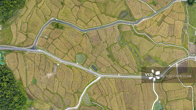 浙江仙居：金色田园美如画图片素材