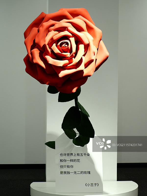 小王子的玫瑰花图片素材