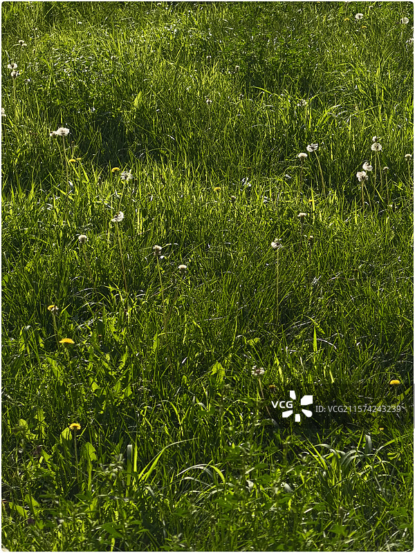 清晨的美好148图片素材