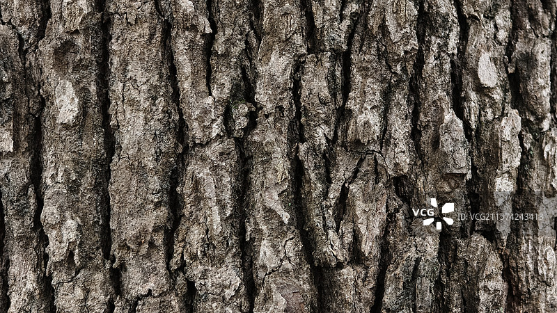 树皮纹理图片素材