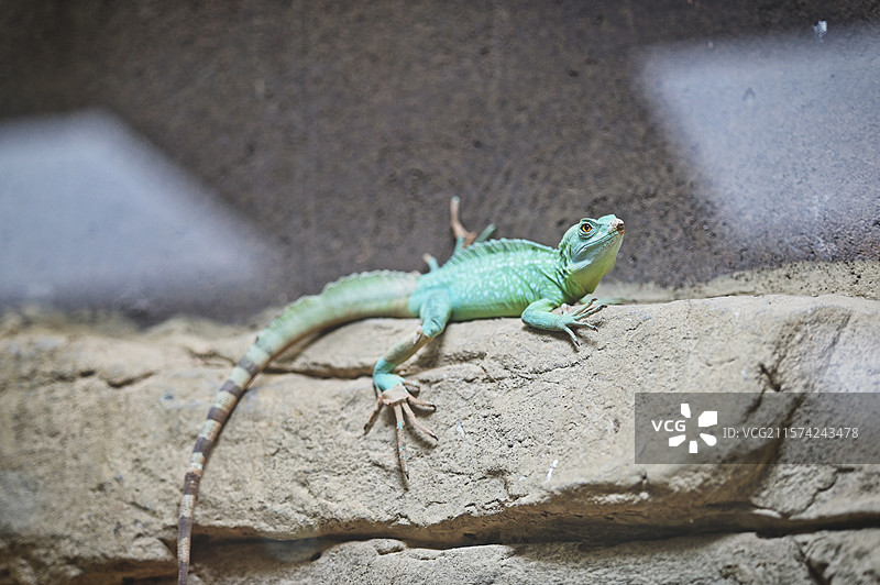 双嵴冠蜥图片素材