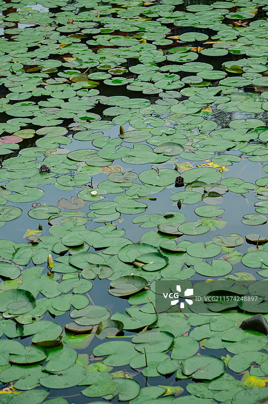 中国野生植物水生植物拍摄主题，室外公园荷塘湖水中清新美丽的荷花与荷叶，户外无人图像摄影图片素材