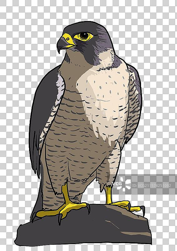 站在石头上的鹰隼卡通写实风格形象免抠元素图片素材