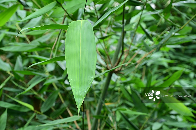 可用于包粽子的箬竹叶图片素材