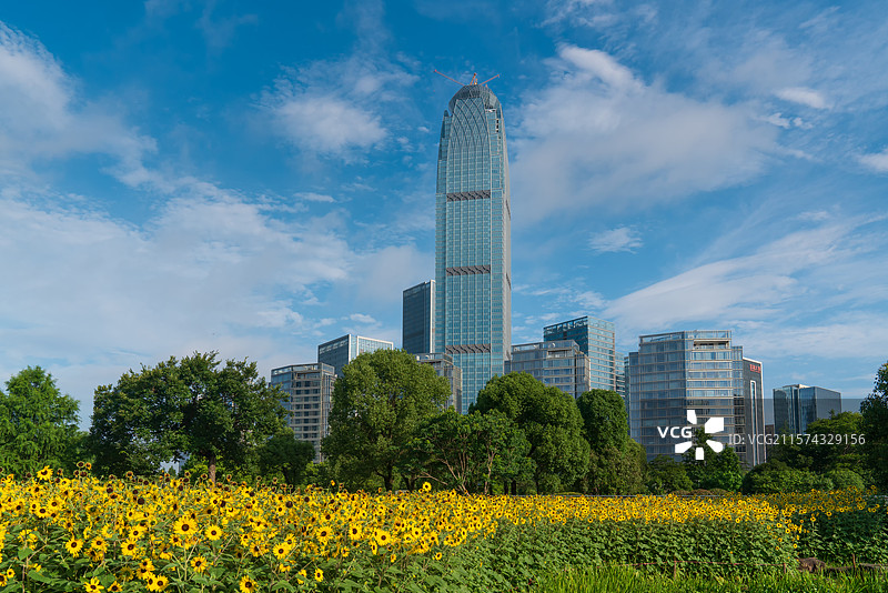 浙江台州椒江，向日葵丛中的天盛中心图片素材