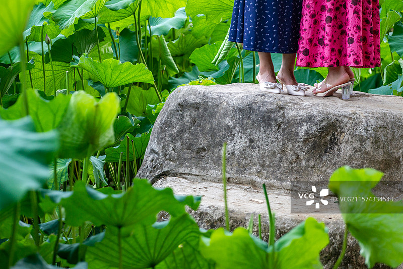 四川省绵阳市户外荷花，莲藕，荷叶，睡莲图片素材