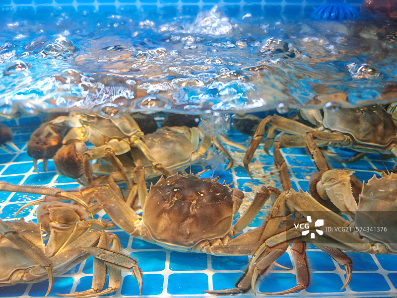 水族箱中的新鲜螃蟹图片素材